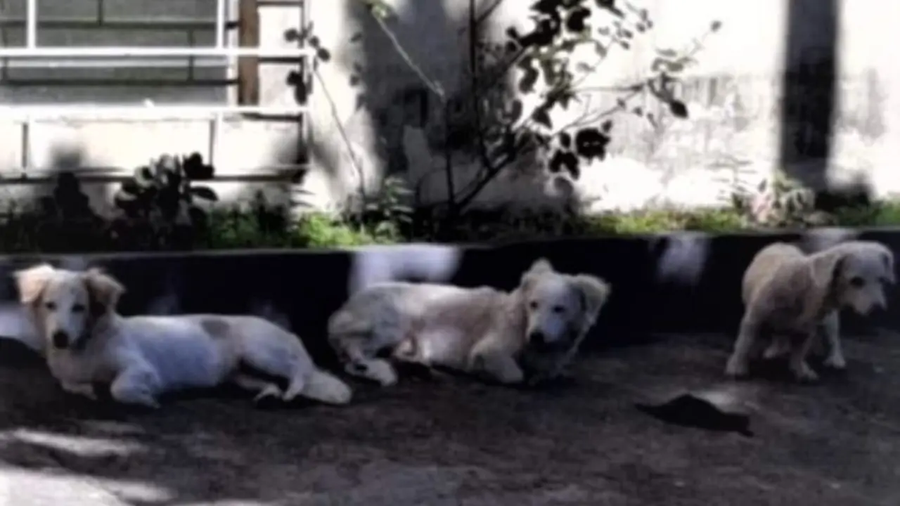 Tres perros abandonados