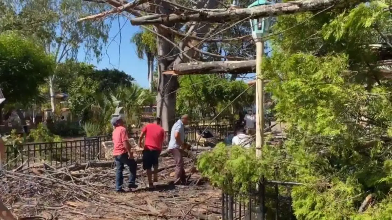 Mujer sobrevive a ca&iacute;da de &aacute;rbol