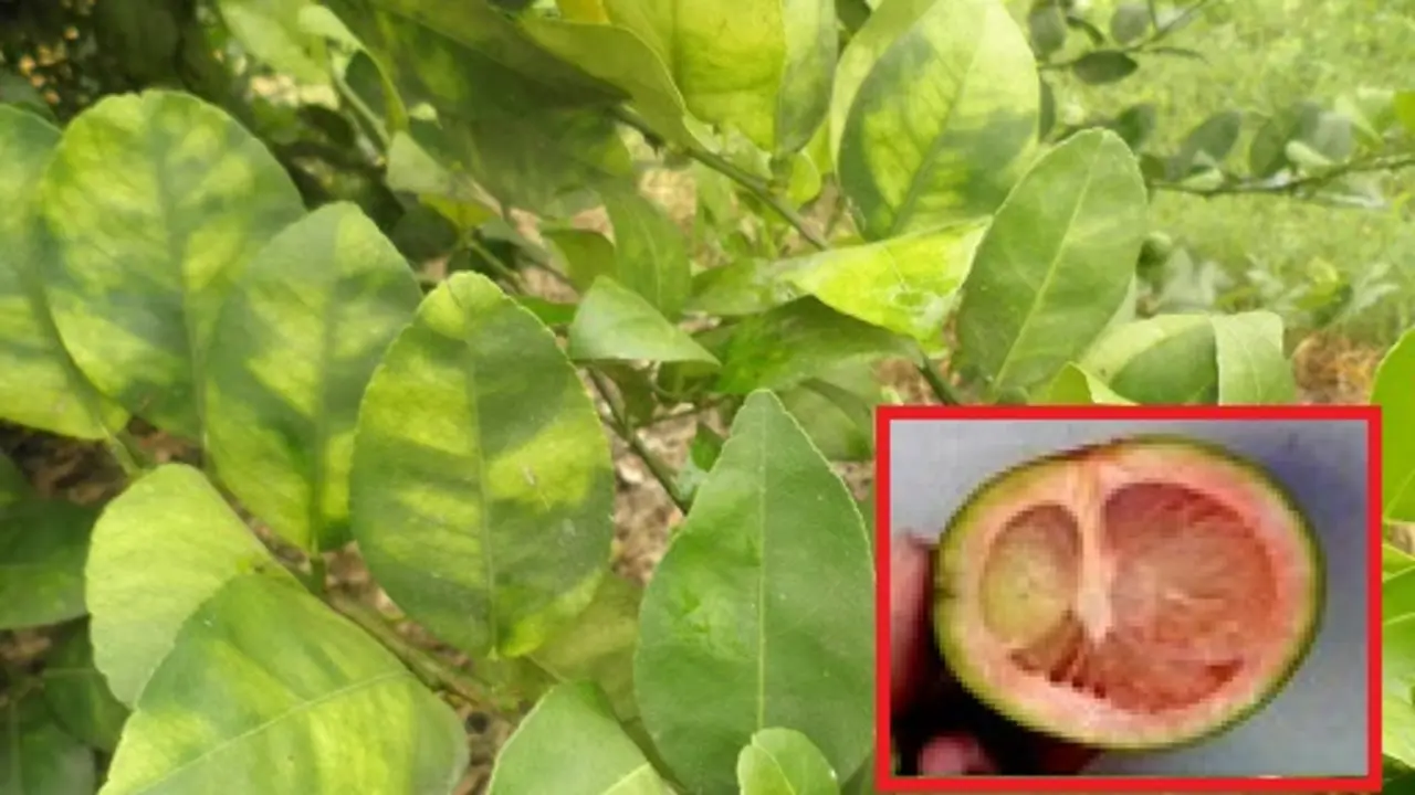 Enfermedad en citricos