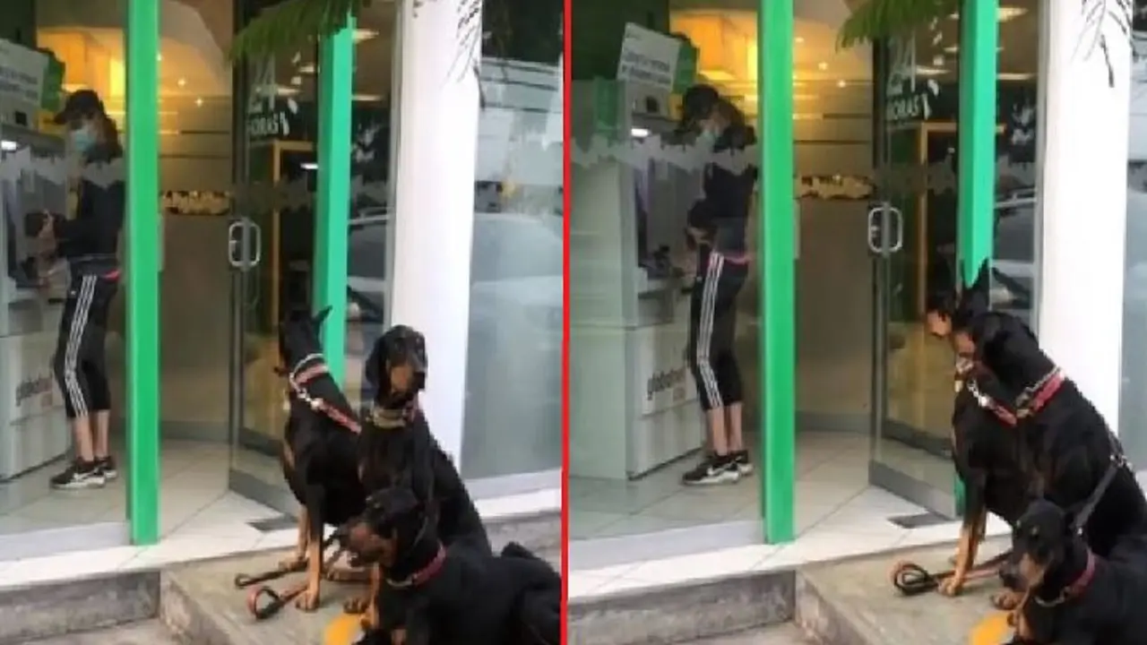 Doberman afuera de cajeros