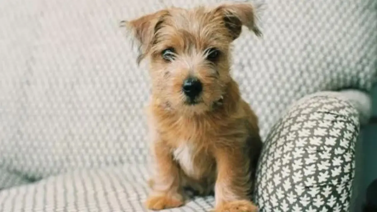 No combinaba con el sill&oacute;n