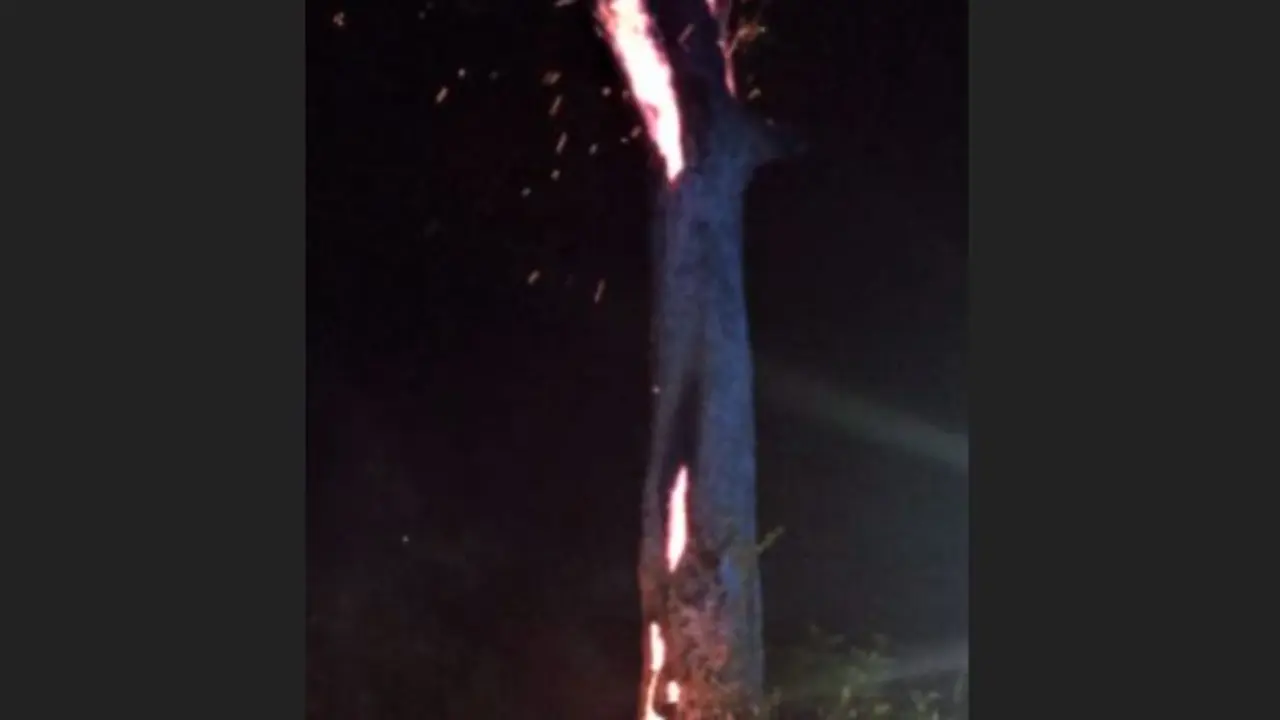 &Aacute;rbol incendiado