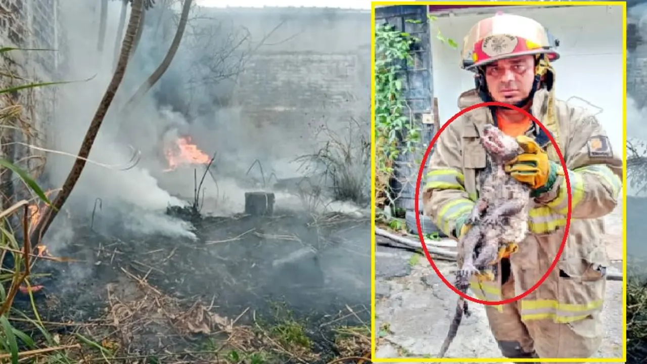 Rescatan a Tacuaz&iacute;n