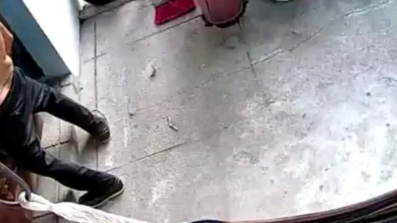 Perra violada en San Marcos