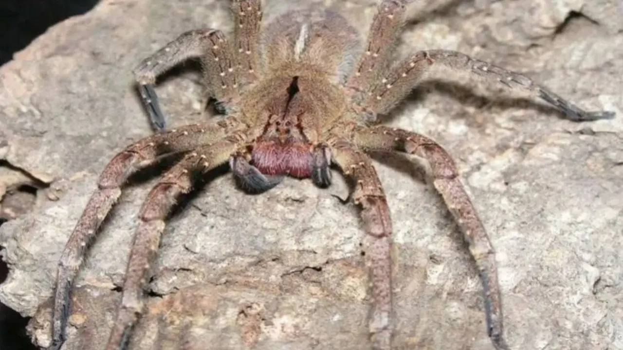 Ara&ntilde;a bananera