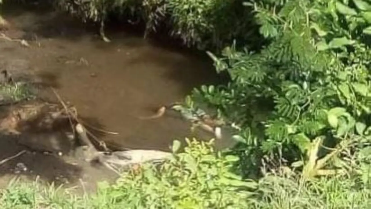 Mujer de 29 a&ntilde;os en Arce