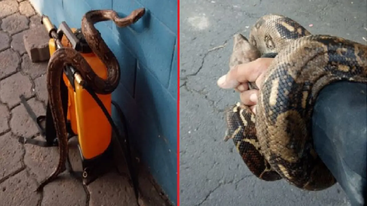 Culebra en Tonacatepeque