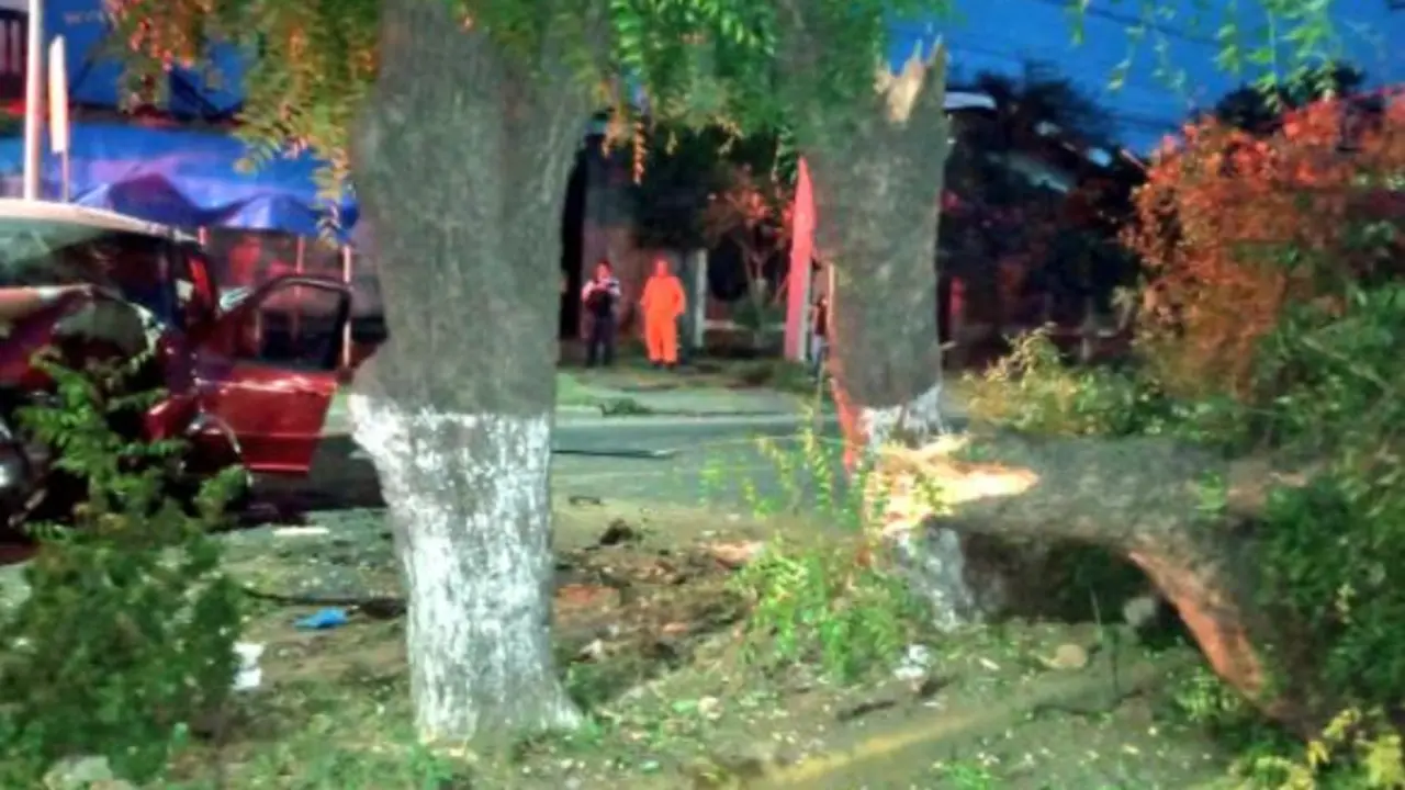 Choca y derriba &aacute;rbol