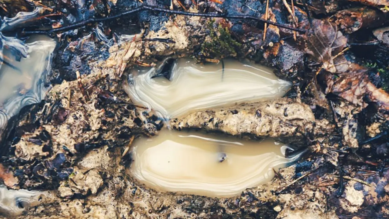 Huellas Bosque &acute;pixabay