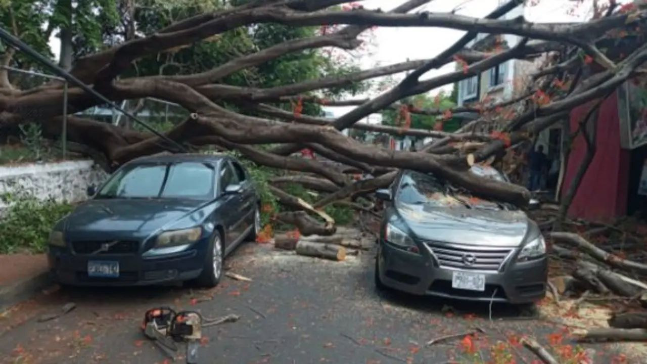 &Aacute;rbol ca&iacute;do en San Miguel