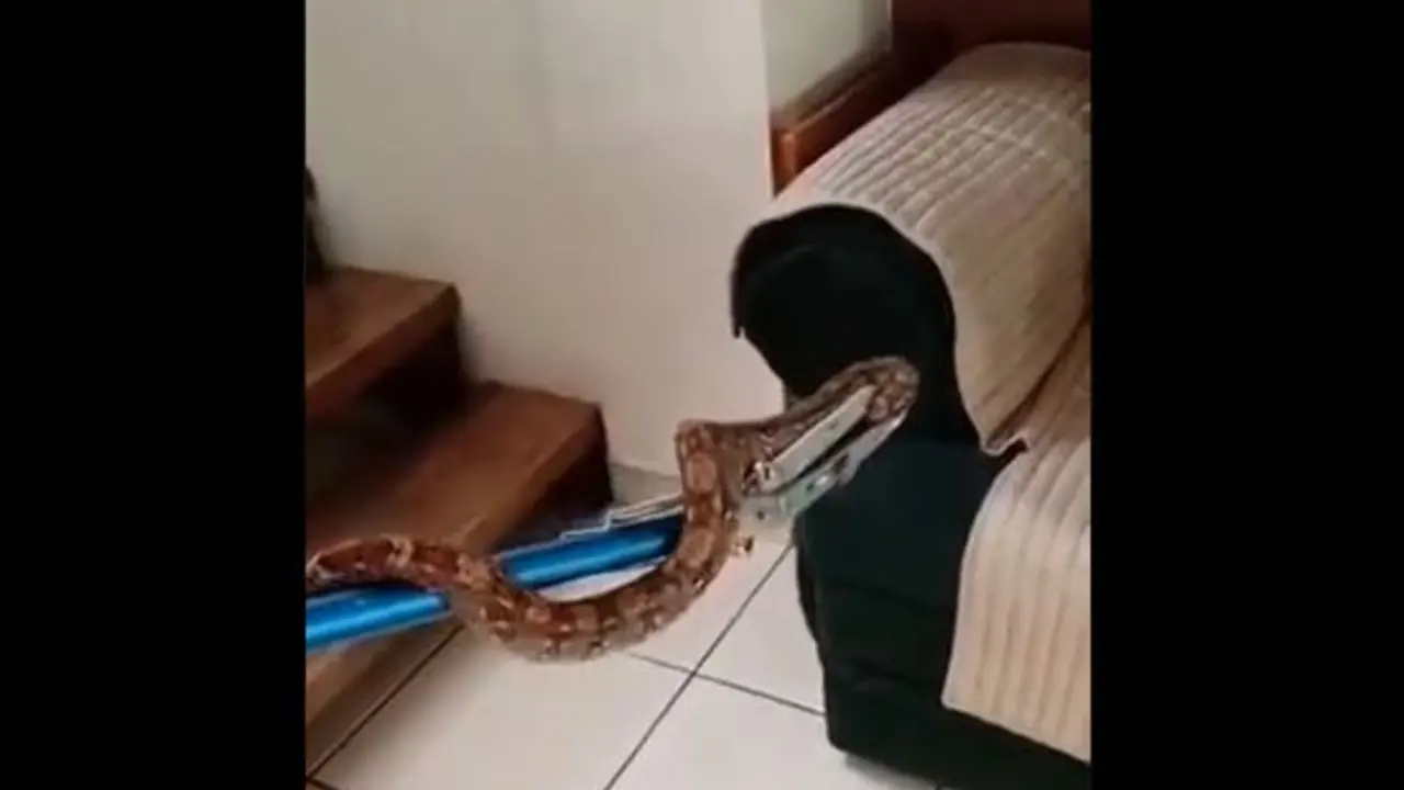 Culebra en las gradas