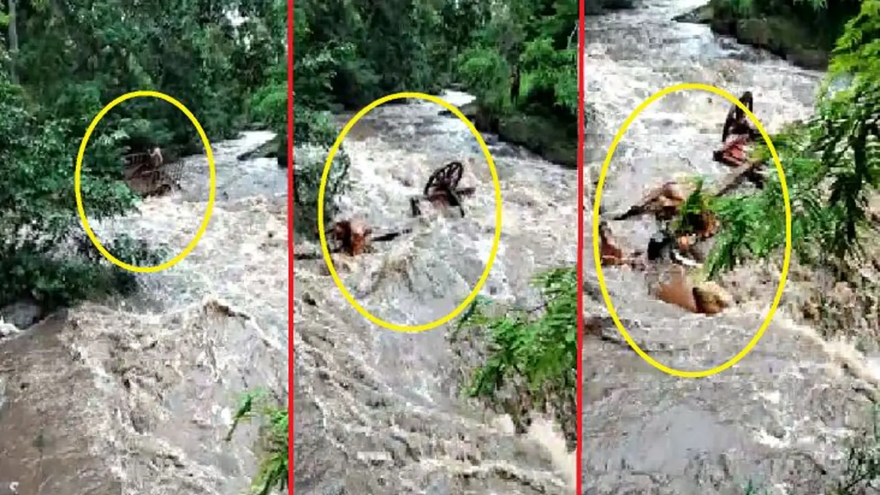 Se salva con sus bueyes