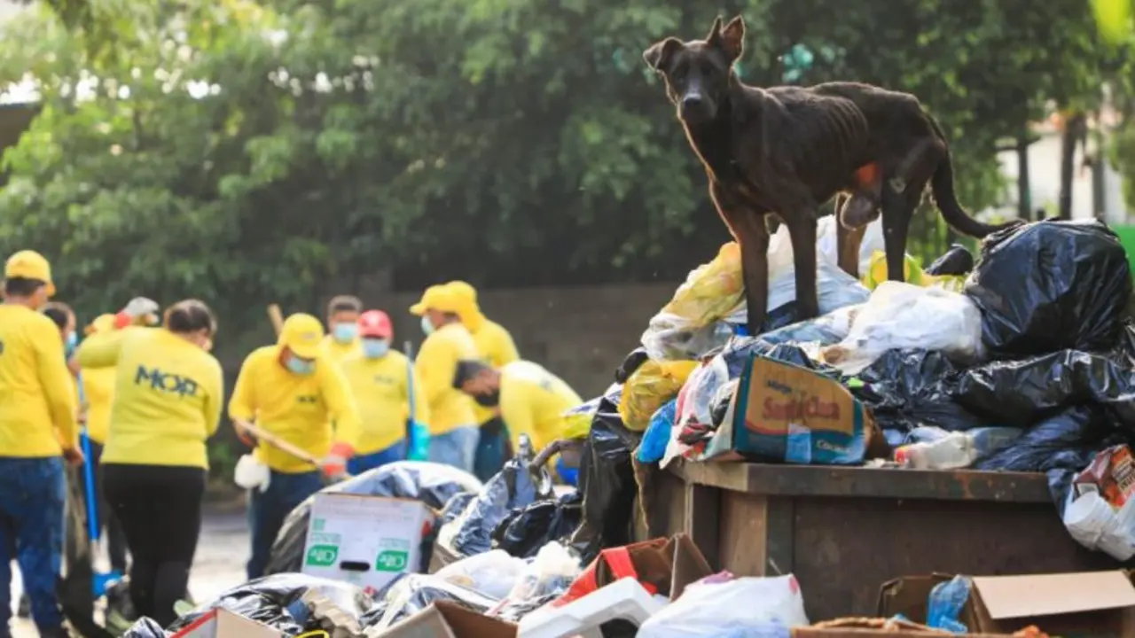 Chucho en la basura