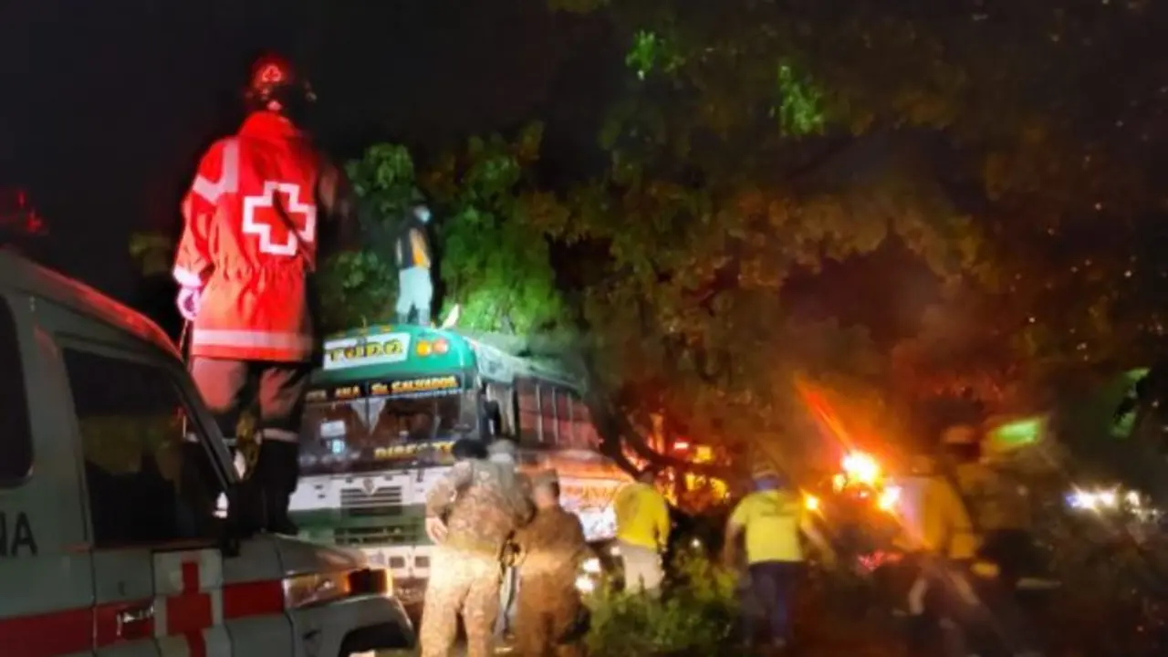 &Aacute;rbol ca&iacute;do en bus
