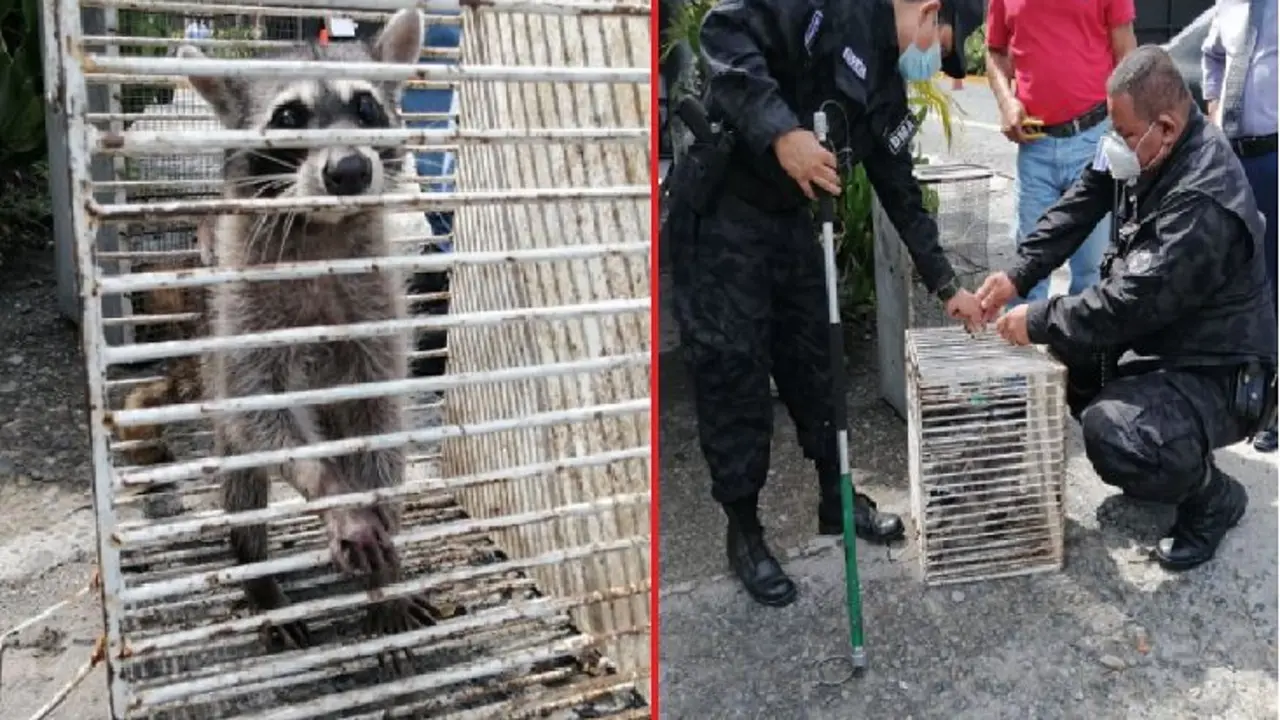 Mapache en la Asamblea