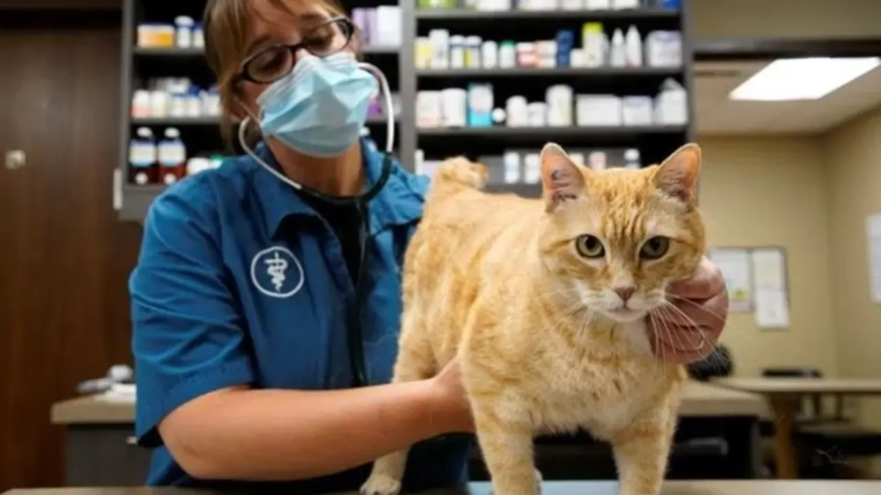 Aplicaci&oacute;n de gatos felices