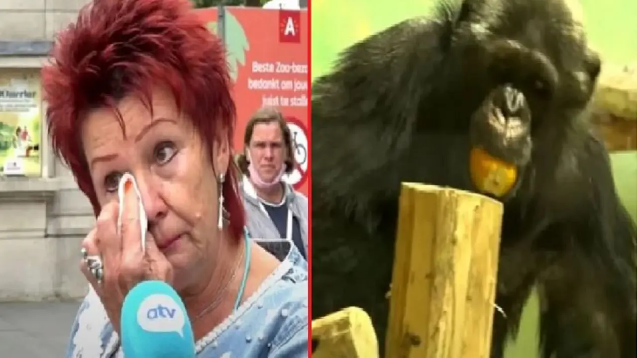 Mujer y Chimpanc&eacute;