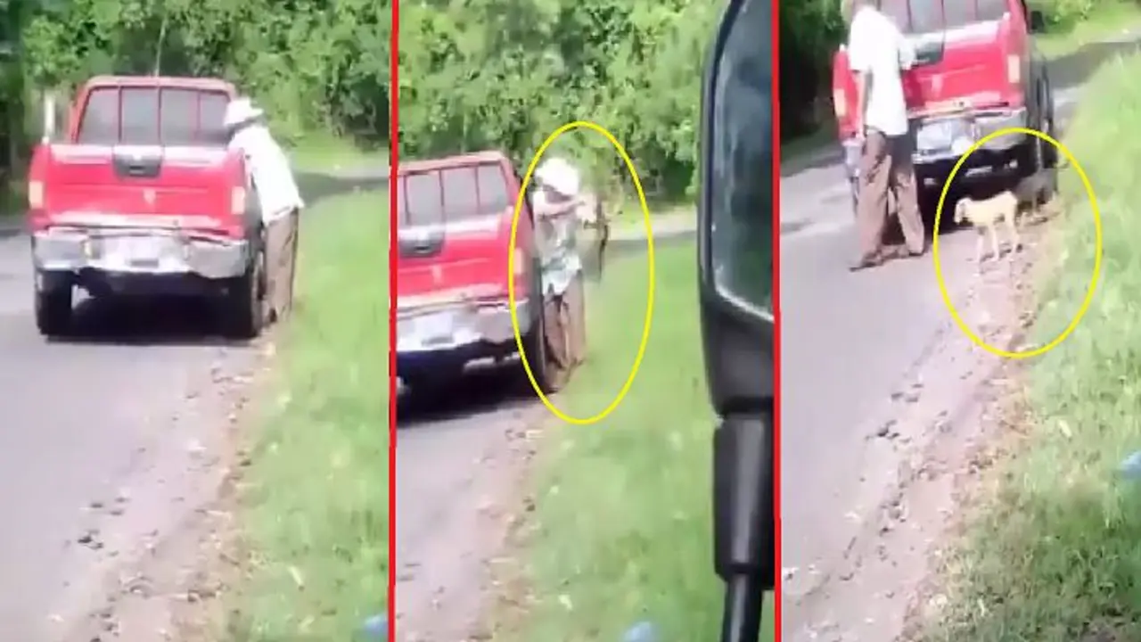 Abandonan dos perros