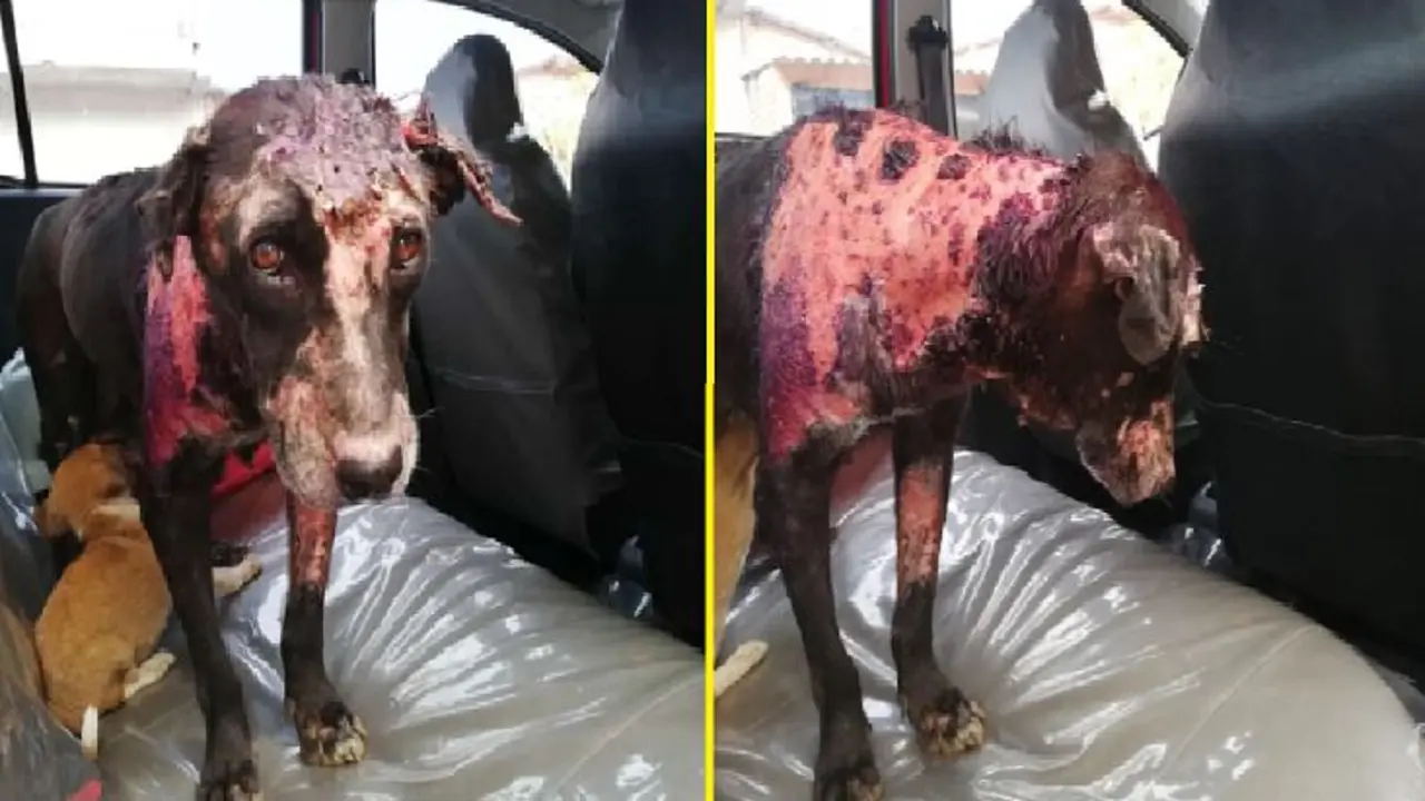 Queman con agua hirviendo a perra