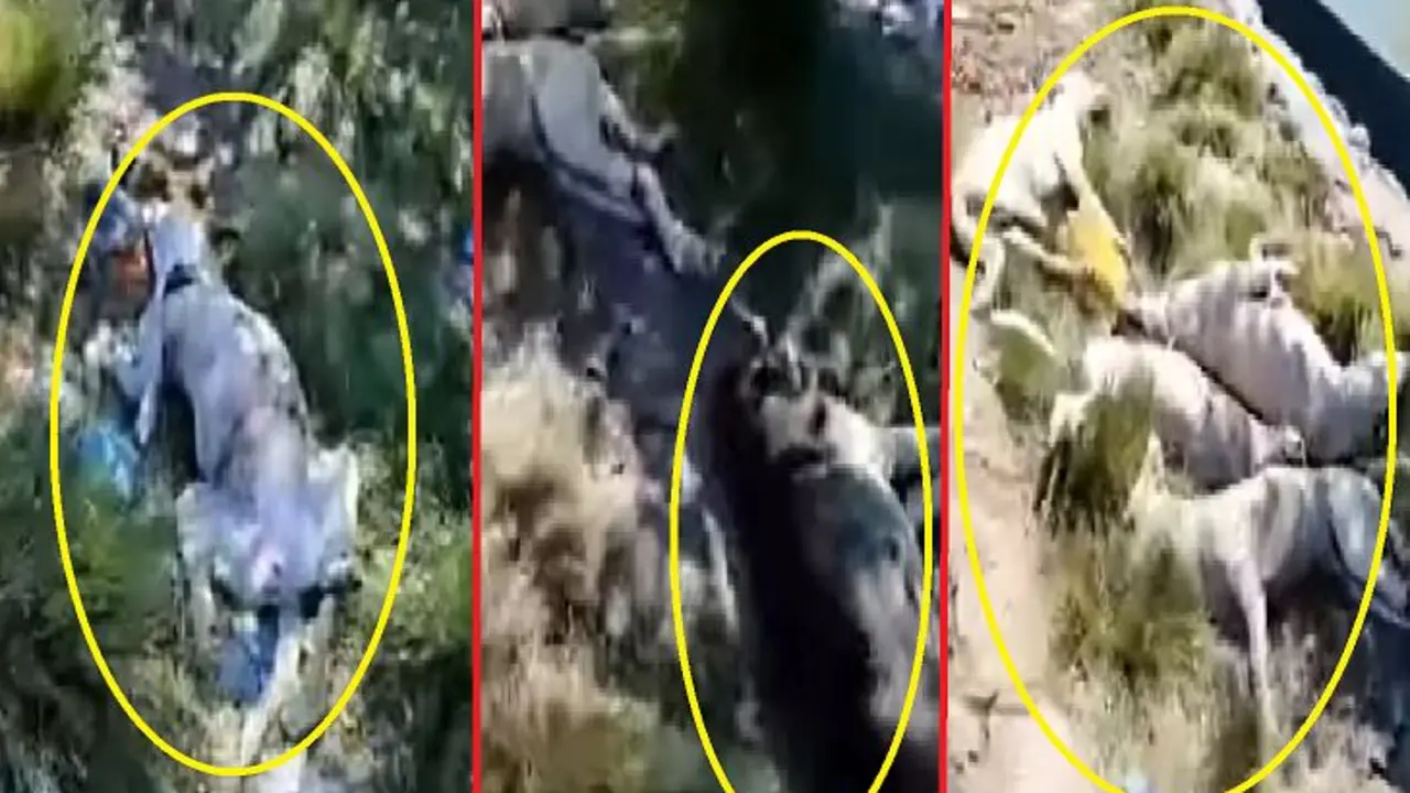 Seis perros envenenados