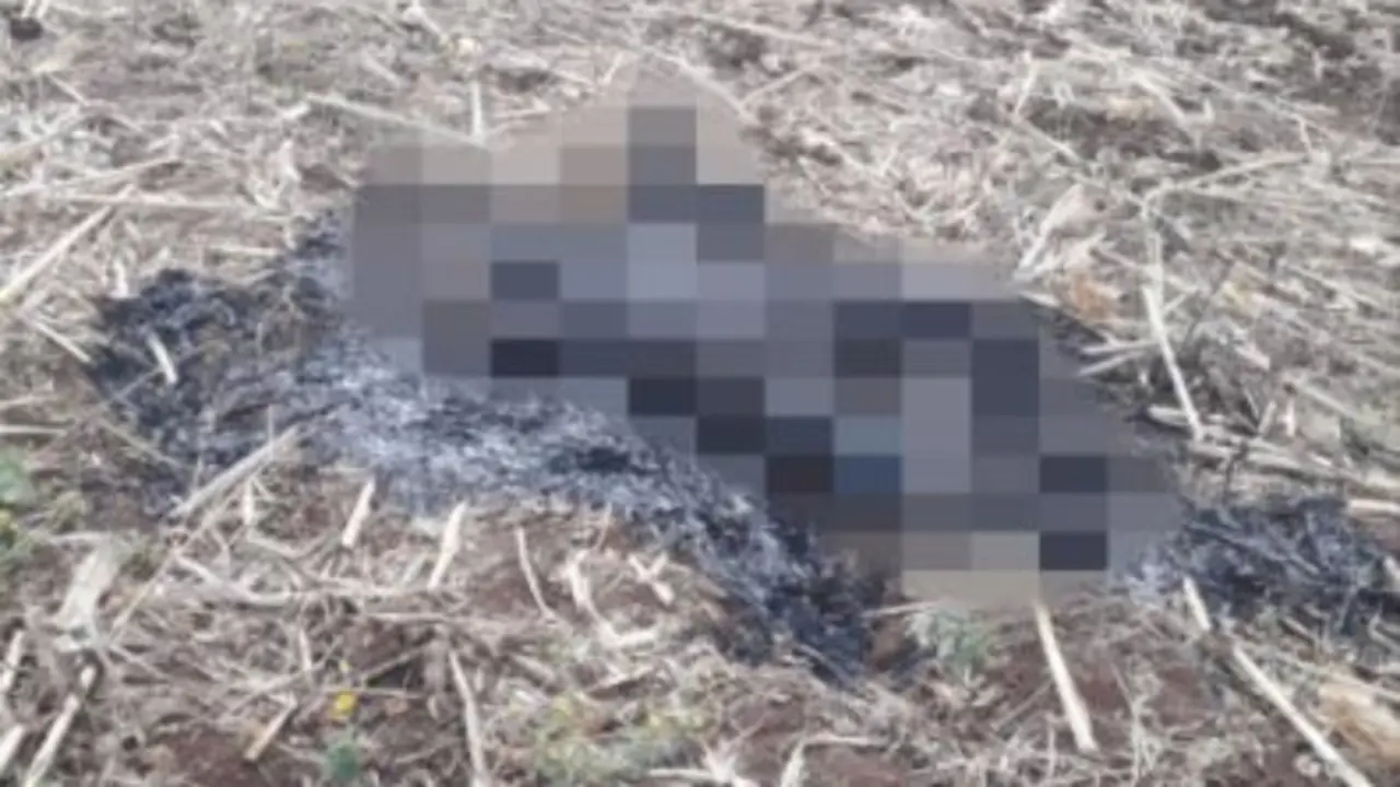 Calcinado en El Refugio