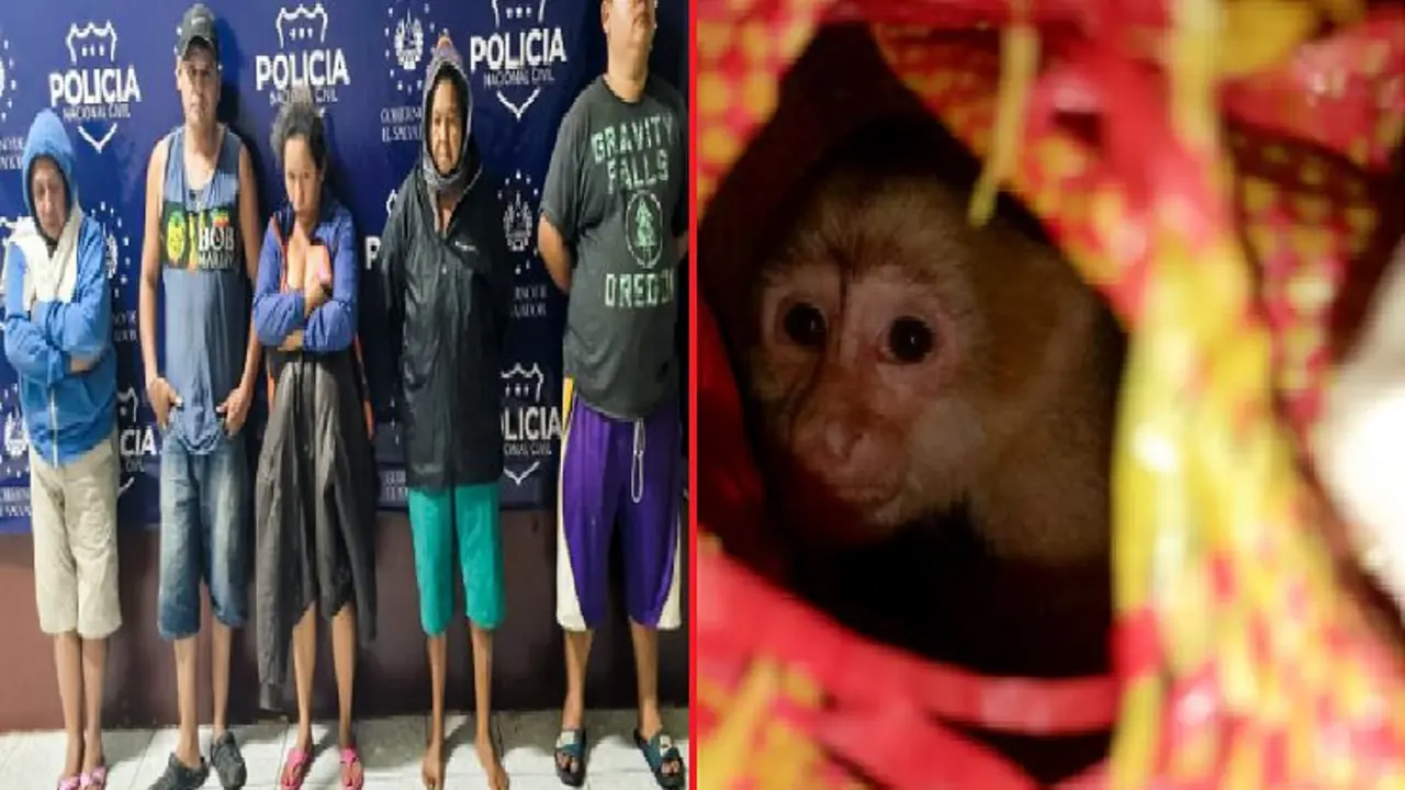 Transportaban animales silvestres