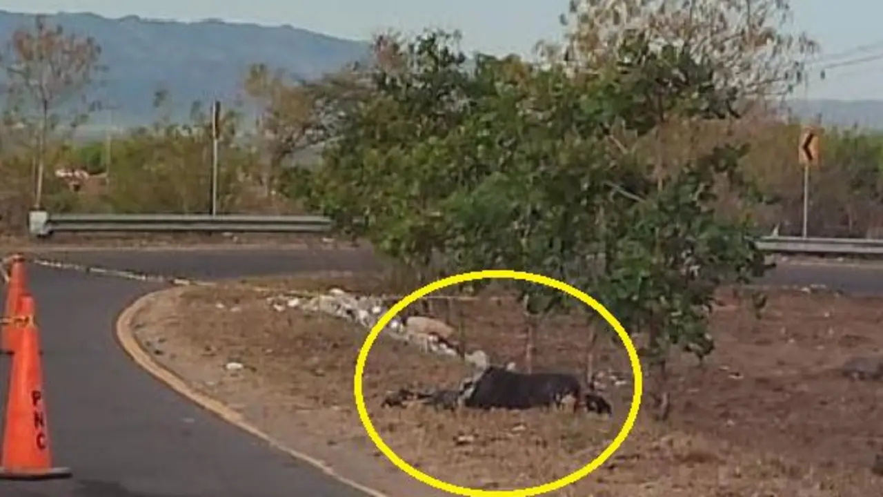 De un balazo en la cabeza