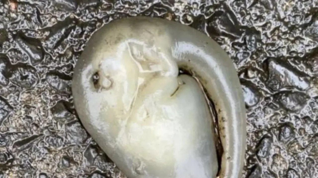 Extraterrestre despu&eacute;s de fuerte lluvia