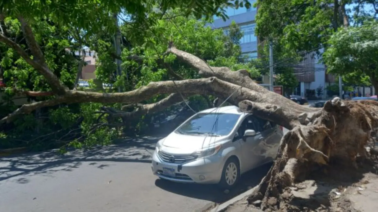 &Aacute;rbol cae encima de veh&iacute;culo