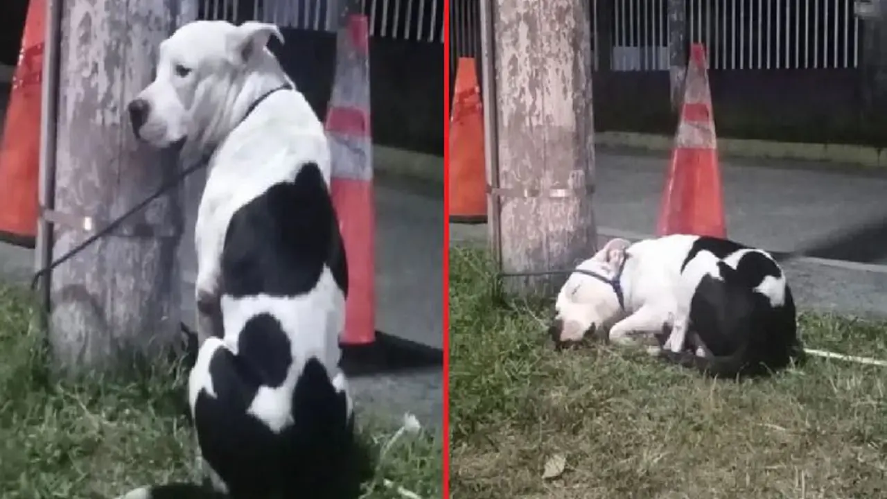 Pitbull en La Gran V&iacute;a