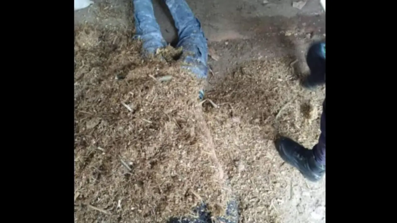 En comida para vacas