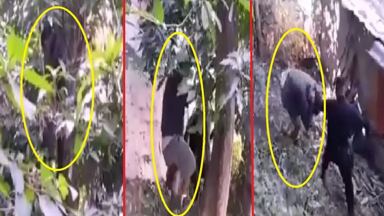 Colaborador de pandillas