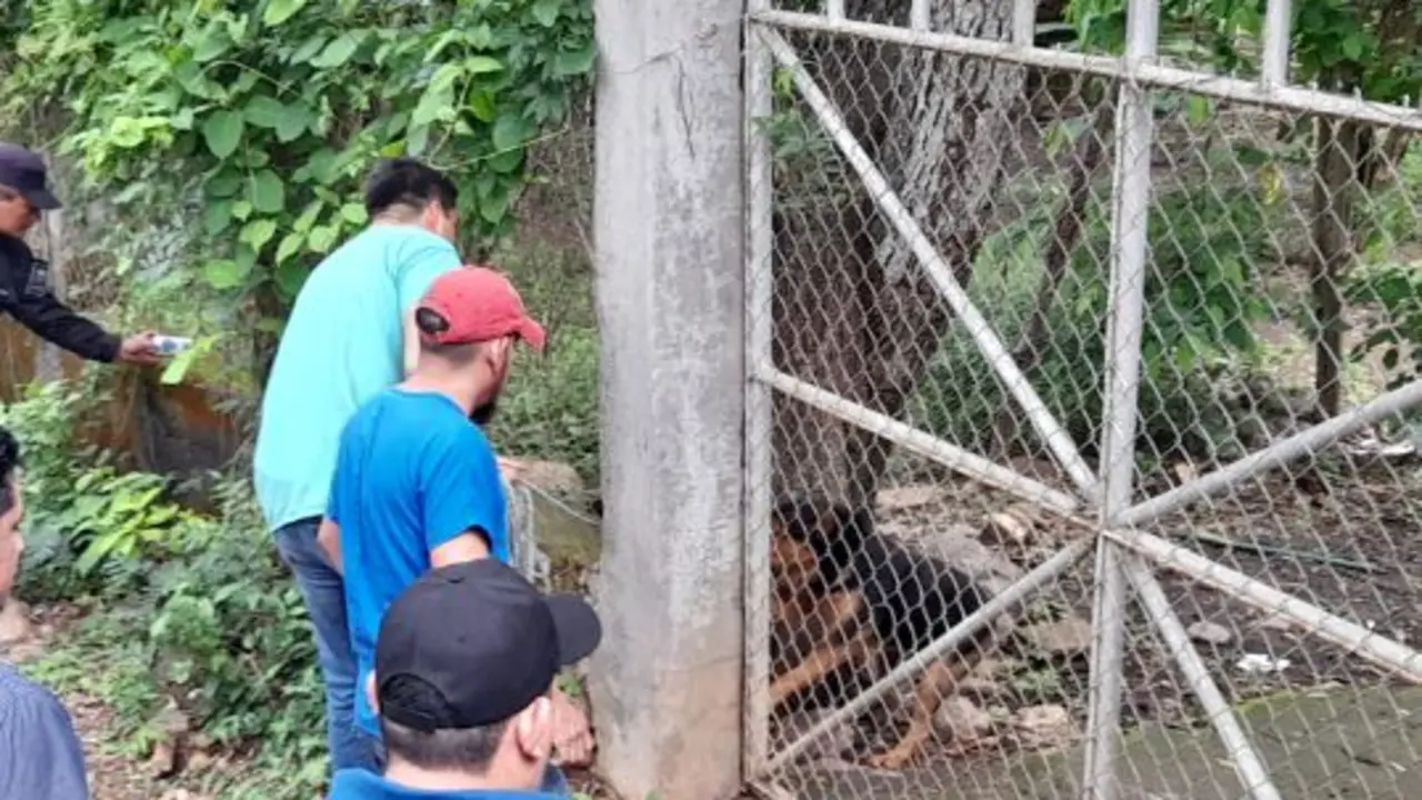 Sacrifican a perros de raza que mataron a mujer en La Uni&oacute;n