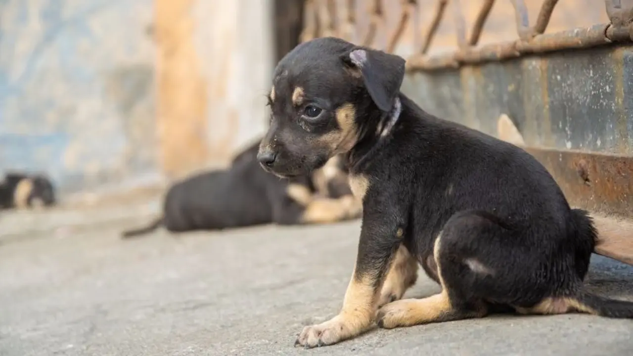 Abandonados en el Hula Hula