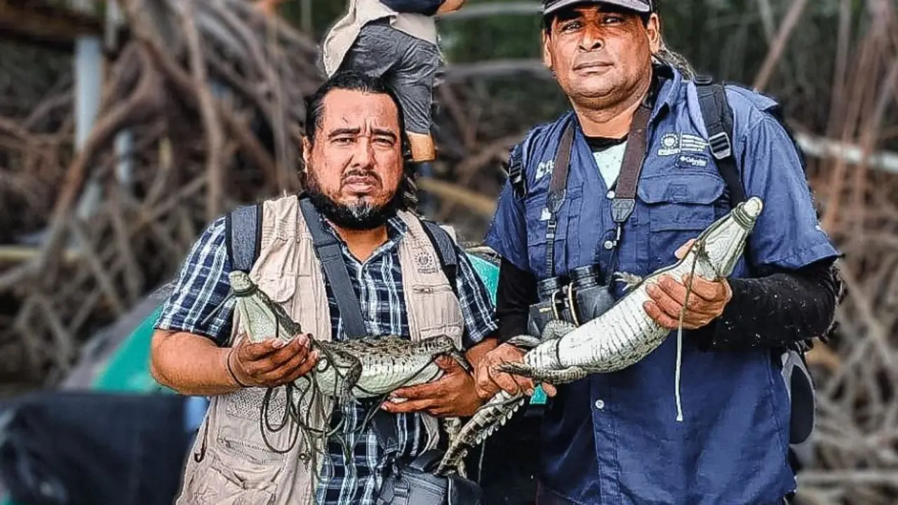 Rescatan a dos cocodrilos