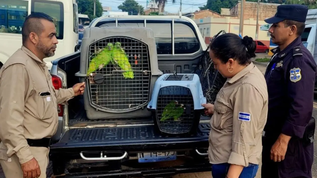 Decomisan cuatro loras