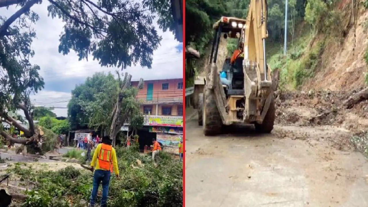 &Aacute;rboles y derrumbes