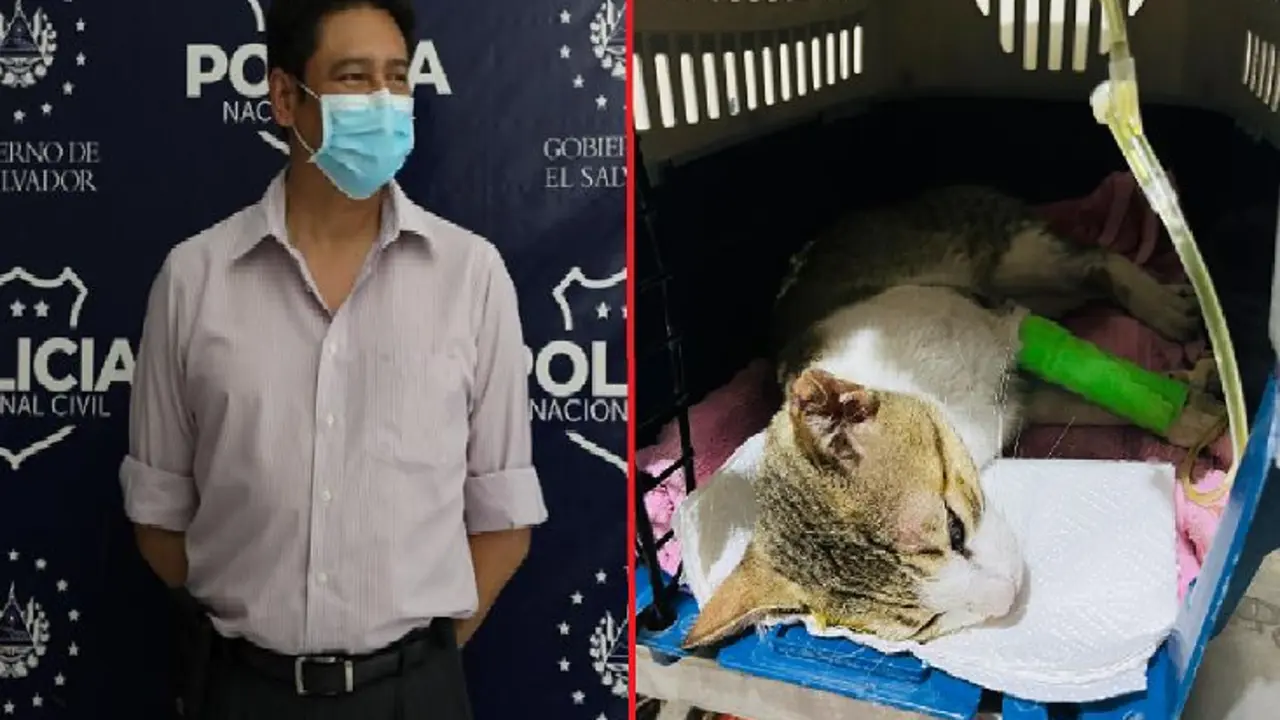 Bola&ntilde;os y el gato