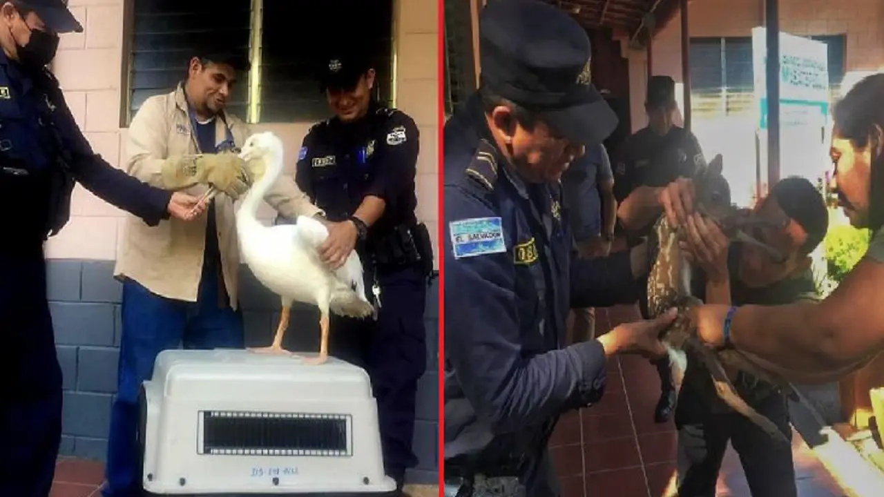 Cinco especies de animales