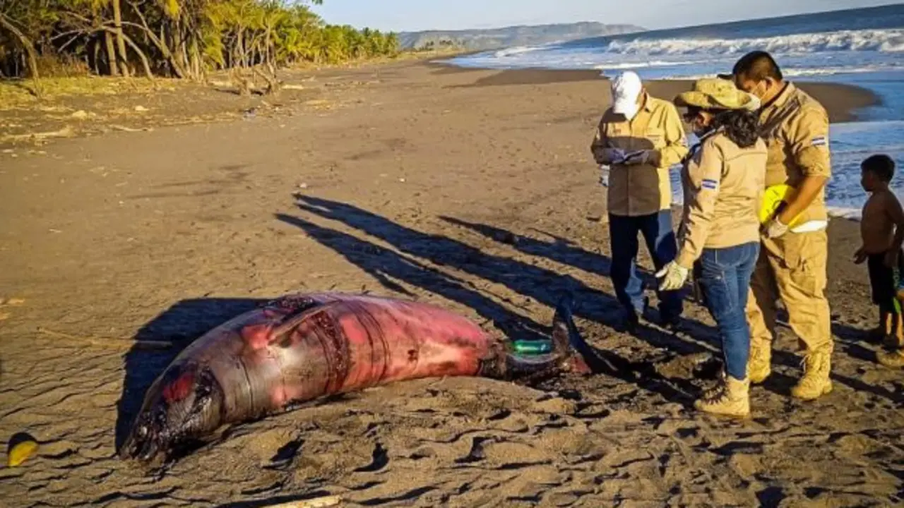 Ballena muerta en bocana de Sonsonate