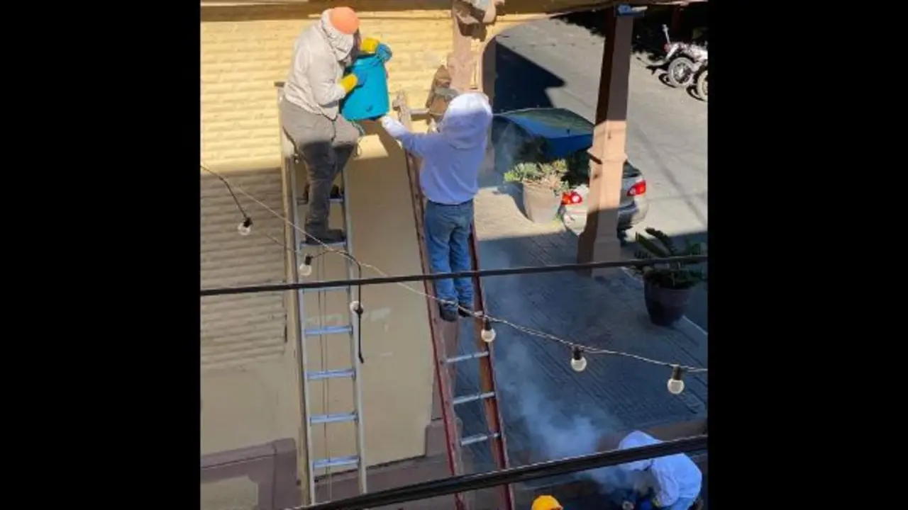 Abejas en Berl&iacute;n