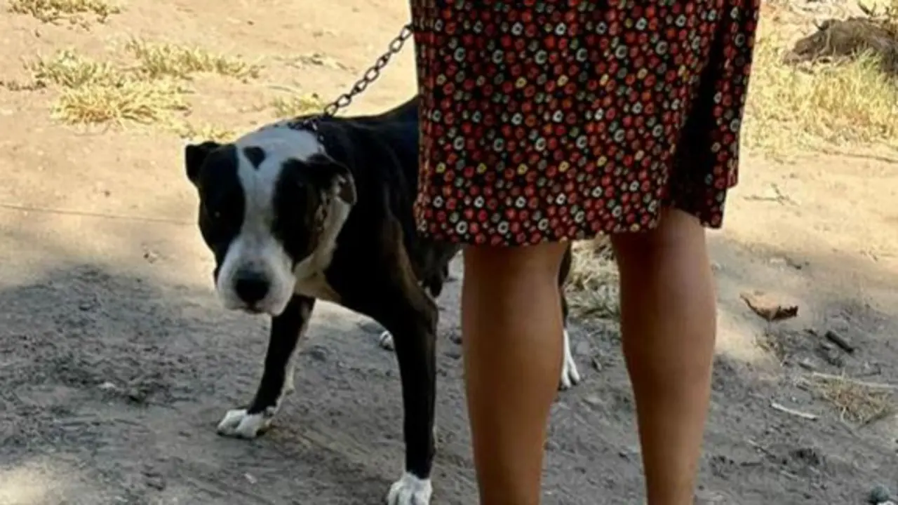 Multan a due&ntilde;a de perro