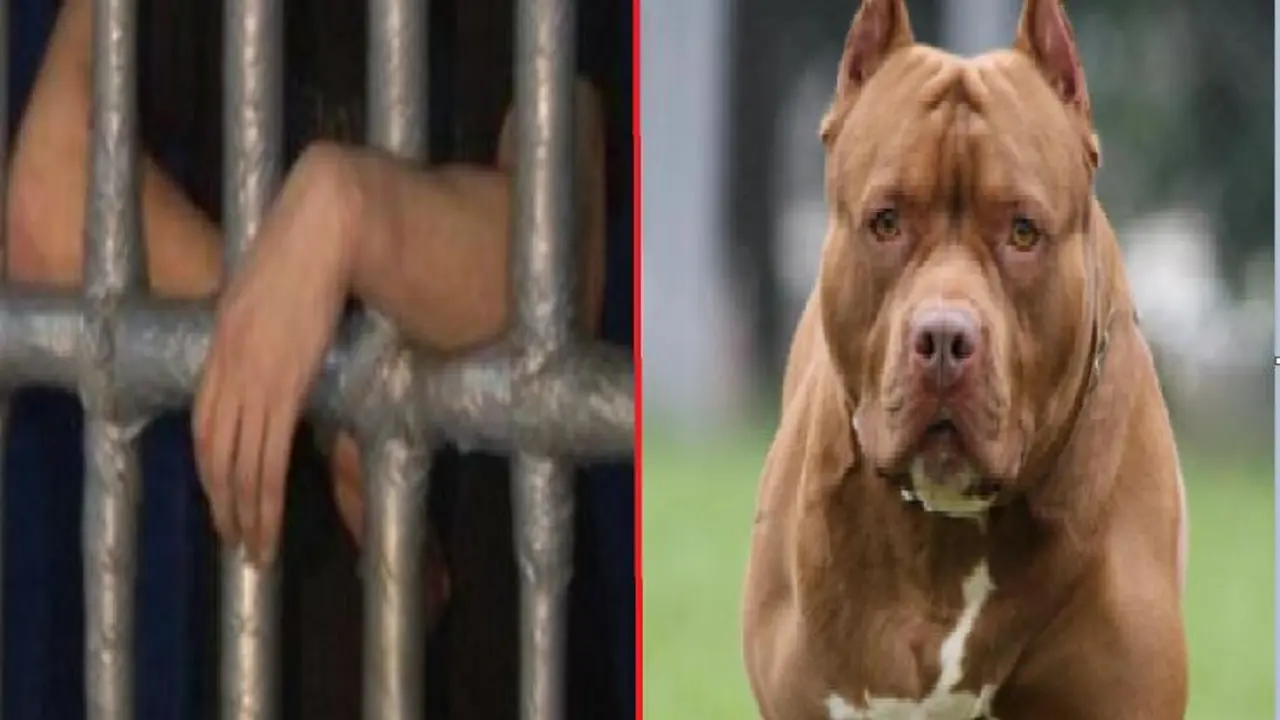 Due&ntilde;o de un perro pitbull
