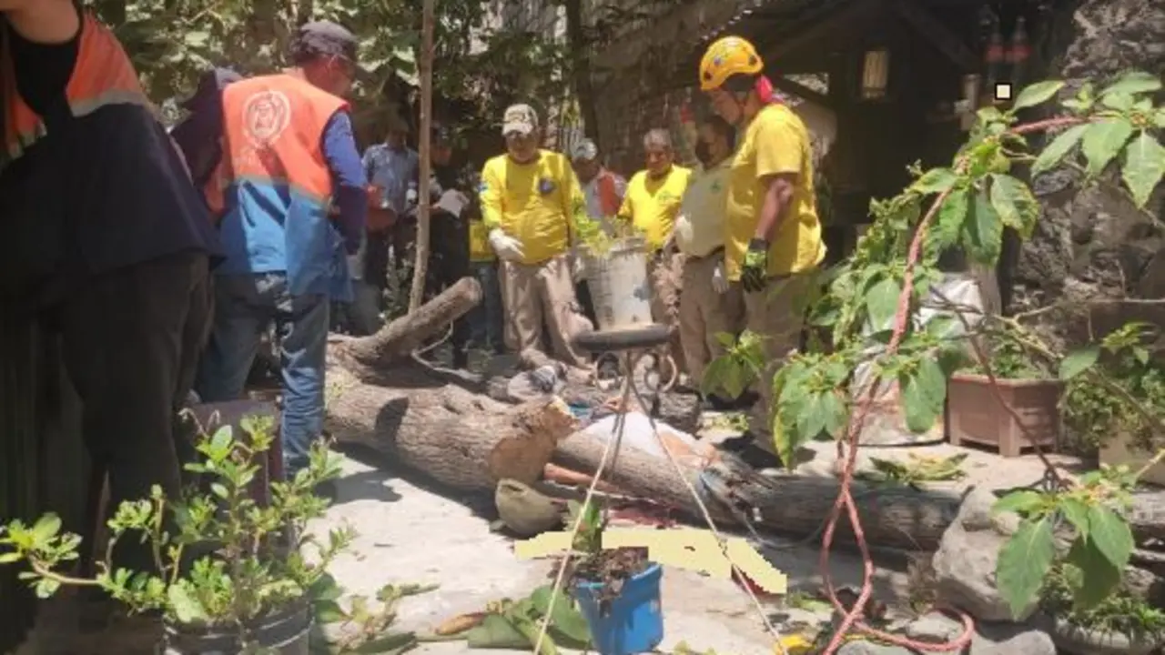 Le cay&oacute; un &aacute;rbol