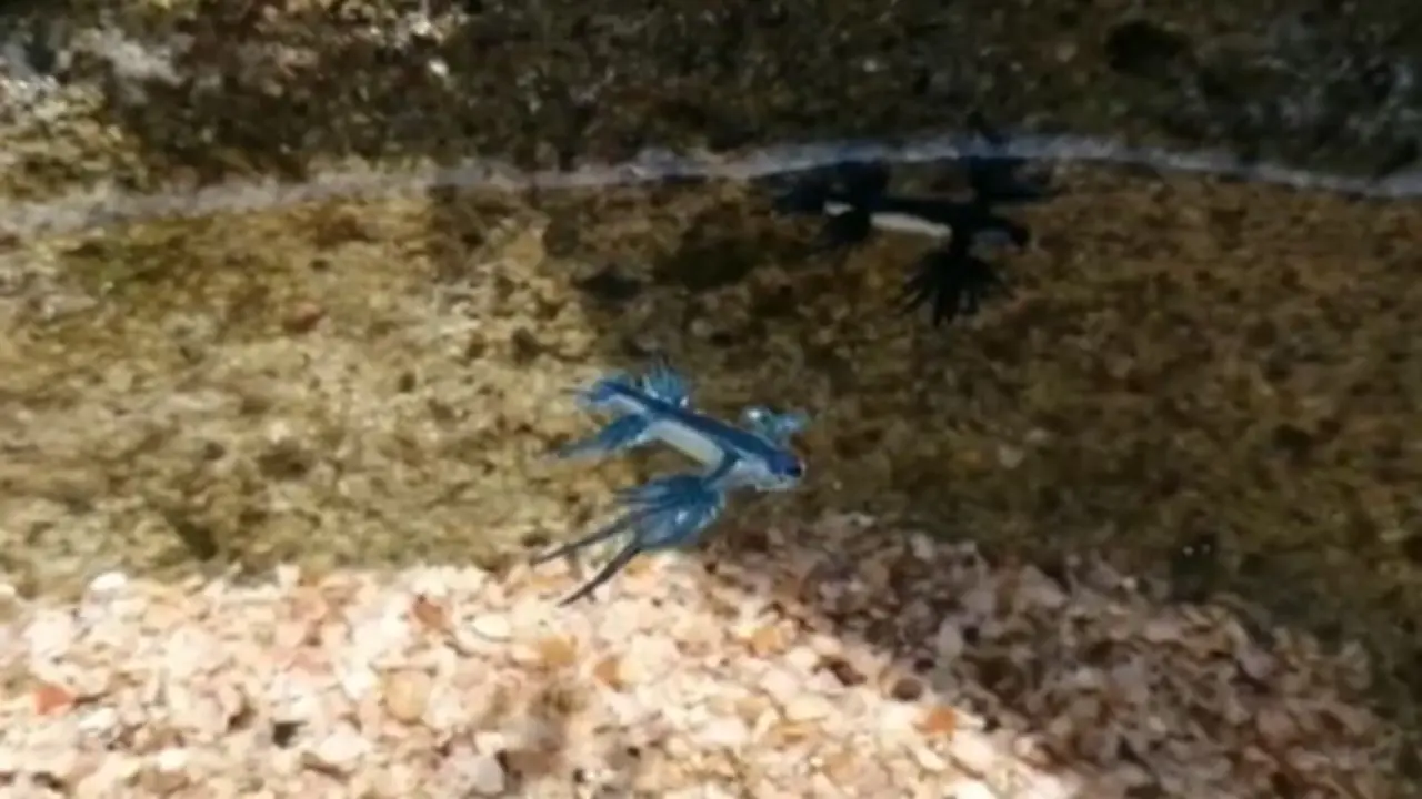 Reportan dragones marinos