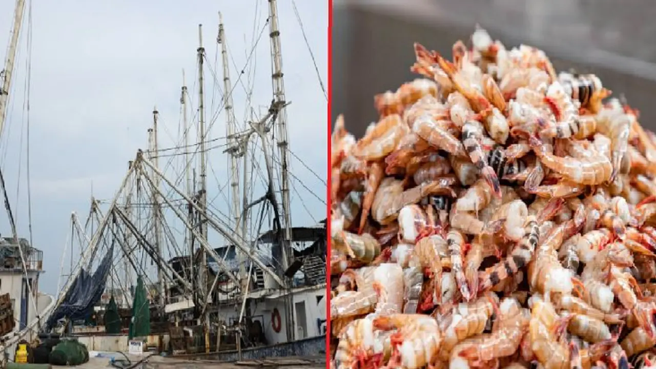 Veda de Camar&oacute;n