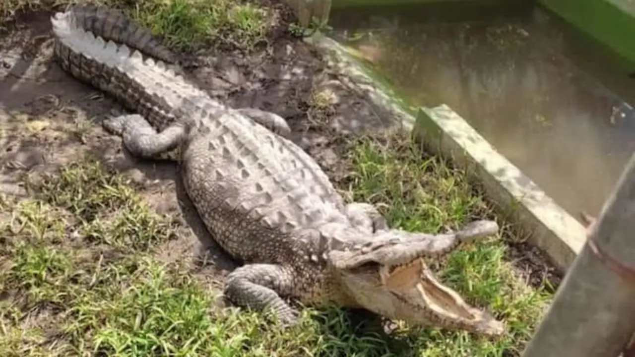 Juancho, mascota del INTI