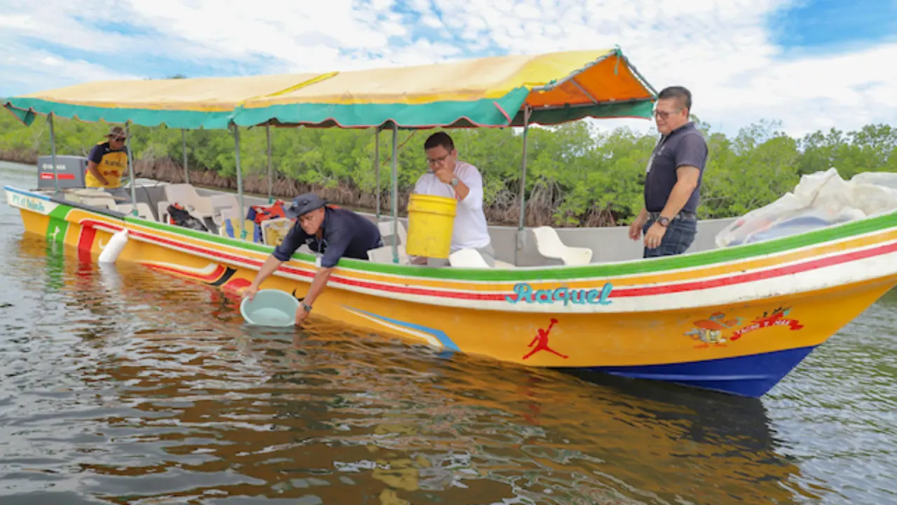 Liberan larva camarón Bahía de Jiquilisco- MAG 1