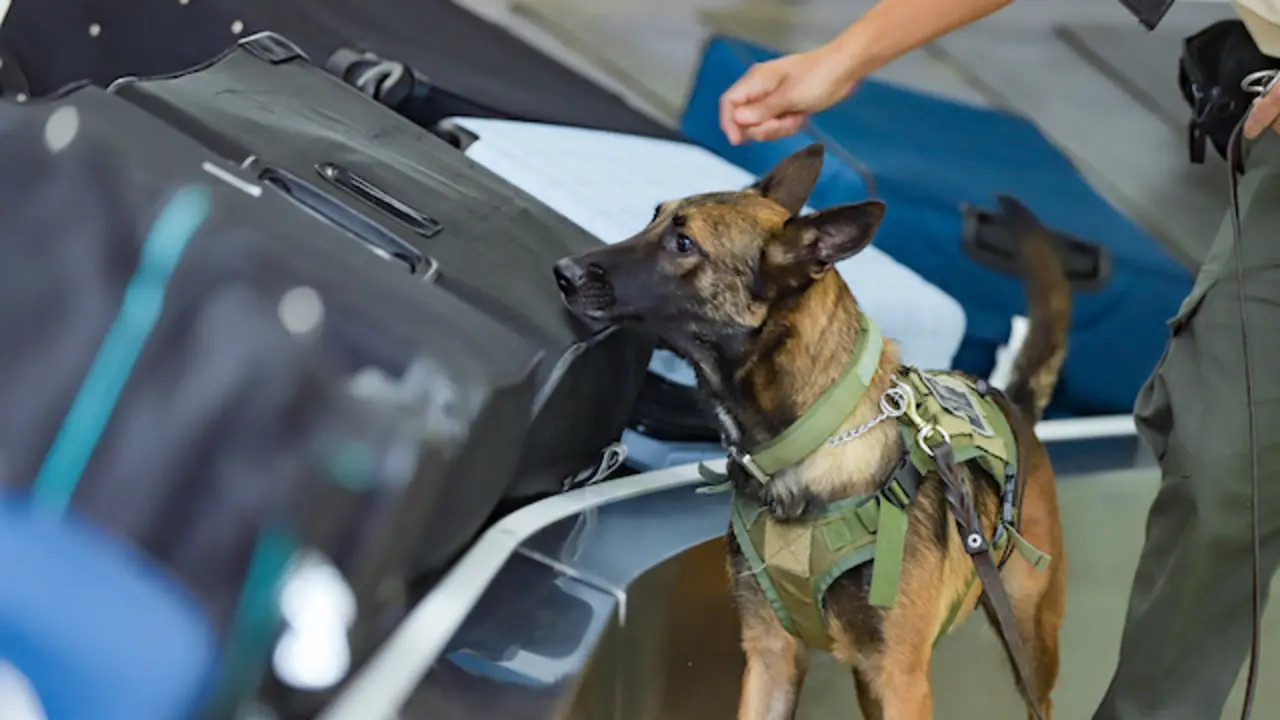 BINOMIOS CANINOS MAG-1