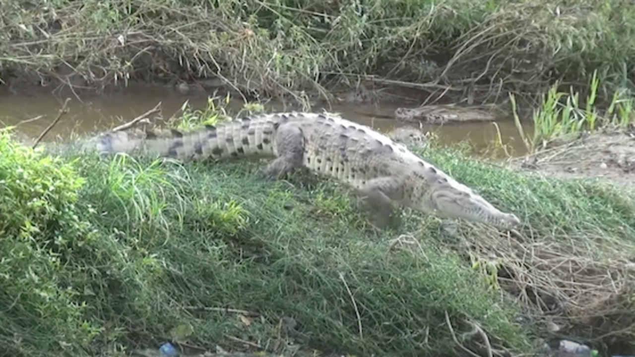Denuncian presencia de cocodrilos en Santa Rosa de Lima